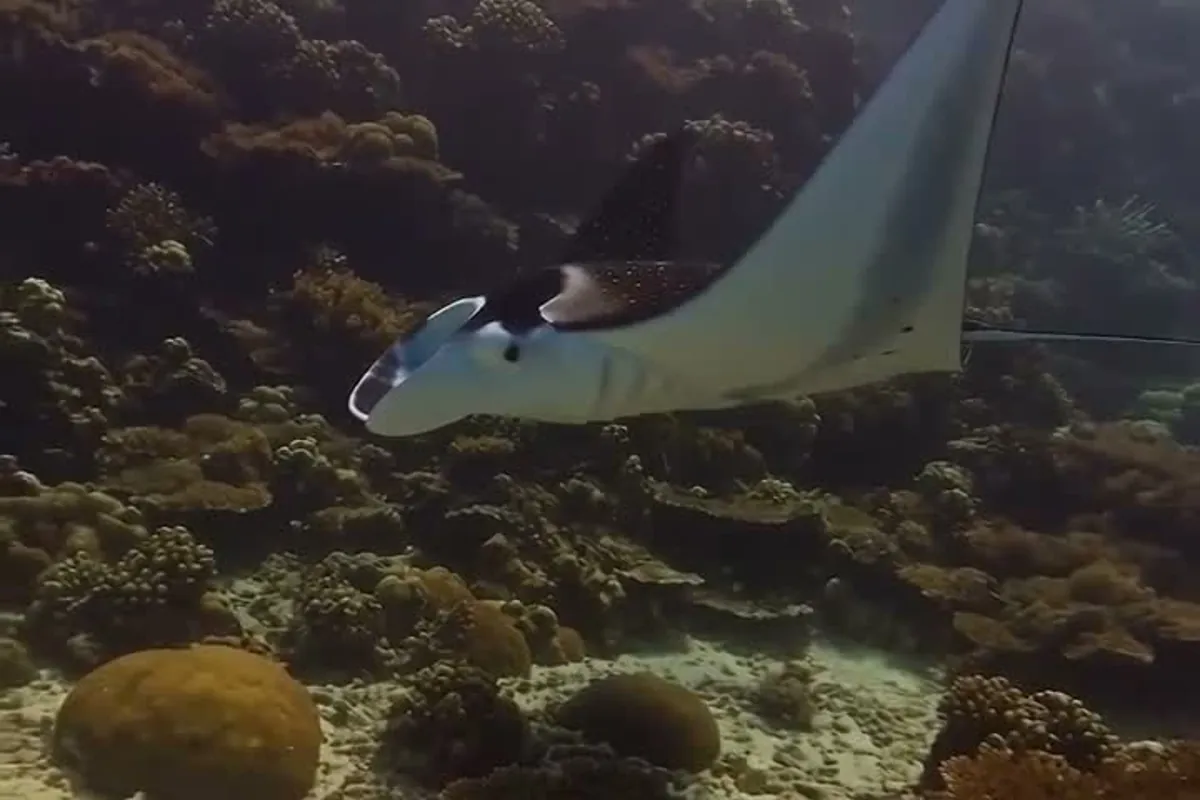 A manta ray gliding over a coral reef, a frame from a Souna Motion clip